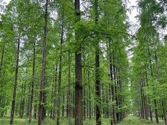 -黄海国家森林公园