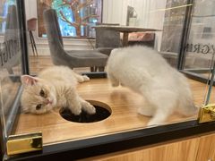 -袖虎·猫馆(体育西路店)