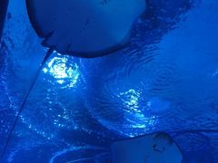 -海合安武汉极地海洋公园