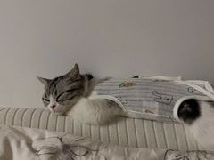 -lincat·猫舍(广州店)