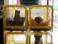 9寄养-中农大我爱我爱24h动物医院·中医针灸·猫专科·骨科医疗中心(双井店)