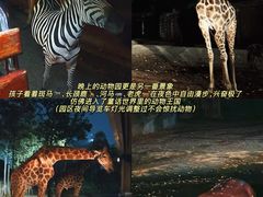 -清迈夜间动物园