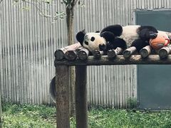 -卧龙中华大熊猫苑神树坪基地