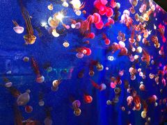 -成都浩海立方海洋公园