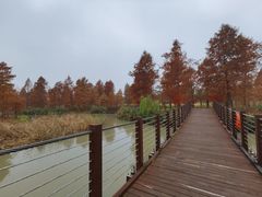 -九科绿洲