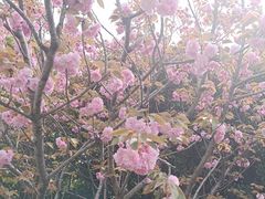 -高东镇樱花园