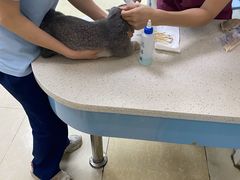 -瑞鹏·疫苗·绝育·宠物医院(金沙洲店)