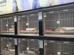 -翊宠yipet猫狗购宠庄园犬舍•猫舍