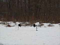 -钏路市丹顶鹤自然公园