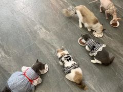 -福尔喵斯探案馆实景搜证·沉浸式剧本杀