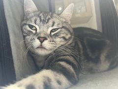 -艾贝尔宠物医院·24H转诊中心·肿瘤猫专科(江宁双龙店)
