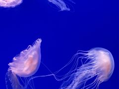-江和美海洋公园
