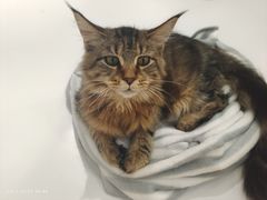 -COLOR PETS 撸猫馆·购猫·猫咖(长风大悦城店)
