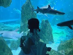 -海合安成都极地海洋公园