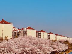 -高东镇樱花园