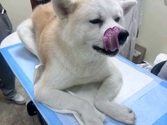 -美联众合动物医院·24h转诊中心