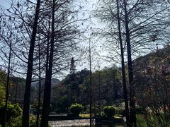 -云溪植物园