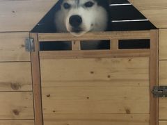 -Husky Go! 哈士奇体验馆·宠物咖啡厅狗咖