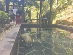 -明月山天沐温泉度假村