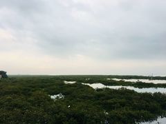 -北海金海湾红树林生态旅游区