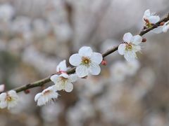 -广州市流溪河国家森林公园