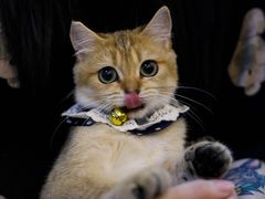 -lincat·猫舍(广州店)