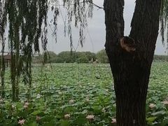 -荷塘月色湿地公园·向阳花洲