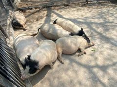 -石家庄市动物园