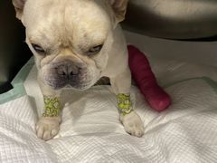 -伟伟宠物医院·CT影像中心·瑞派犬猫综合性门诊(汉口总院)
