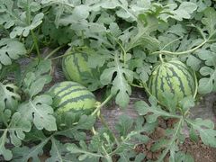 -庞各庄翠芳园西瓜蔬菜基地采摘园