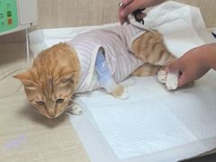 -北京观赏动物医院·24小时大型综合·猫专科·异宠专科