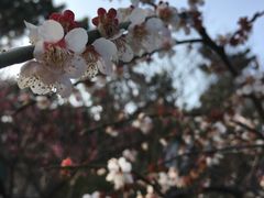 -香雪海