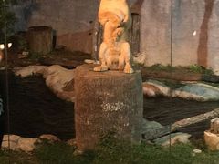 -清迈夜间动物园