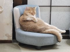 -逗柴咖啡屋·狗咖猫咖宠物桌游