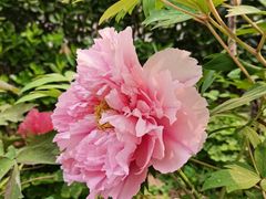 -状元虎.摇滚炒鸡.家常菜(义勇街店)