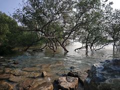 -宝安西湾红树林湿地公园