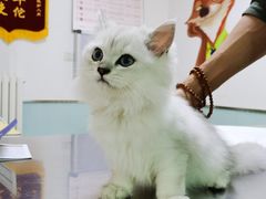 -特一安24小时宠物医院·骨科·中兽医