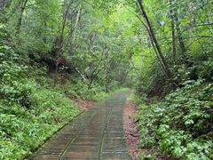 -五营红松林海景区
