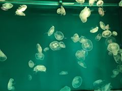 -大连圣亚海洋世界