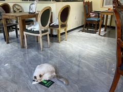 -猫小院猫主题餐厅(南锣旗舰店)