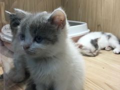 -屋虎猫馆(宝安大仟里店)