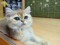 -帕帕拉兹宠物(亚洲旗舰店)