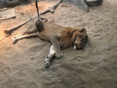 -清迈夜间动物园