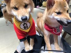 -逗柴咖啡屋·狗咖猫咖宠物桌游