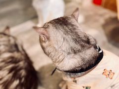 -楼上猫咖(罗湖店)