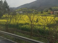 -鹏林天龙鸡杂