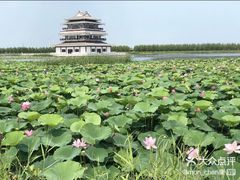 -呼兰河口湿地公园