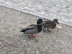 -柯尼希湖