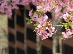 -顾村公园