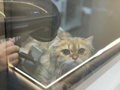 -babydoll猫舍·米努特·德文·缅因(久光中心店)